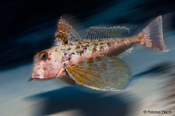 " speeeed "
new high speed record:  
This gurnad was fl... by Roland Bach 